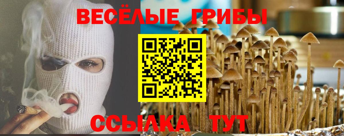 Псилоцибиновые грибы Psilocybine cubensis Зима